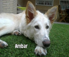 AMBAR